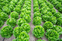 Lettuce, Looseleaf Lettuce, Cutting Lettuce, Bunching lettuce, Romaine Lettuce, Iceberg Lettuce, Crisphead Lettuce, Butterhead Lettuce, Boston Lettuce, Summercrisp Lettuce, Batavian Lettuce, Celtuce Lettuce, Stem Lettuce, Oilseed Lettuce, Red Leaf Lettuce